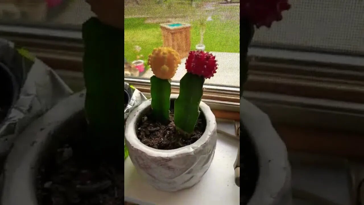 Red and yellow cacti