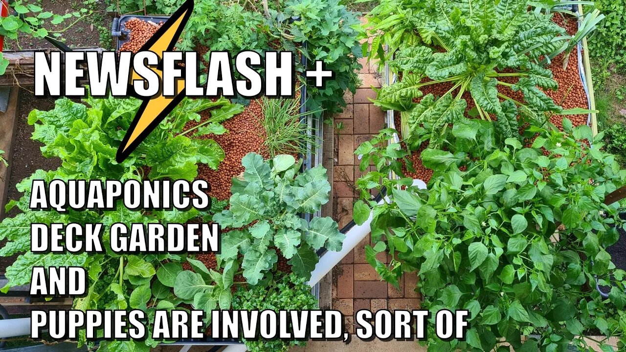 Newsflash From Rob | Aquaponics, Deck Garden & Puppies