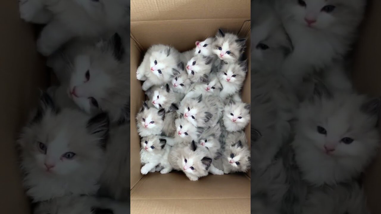 cute cats