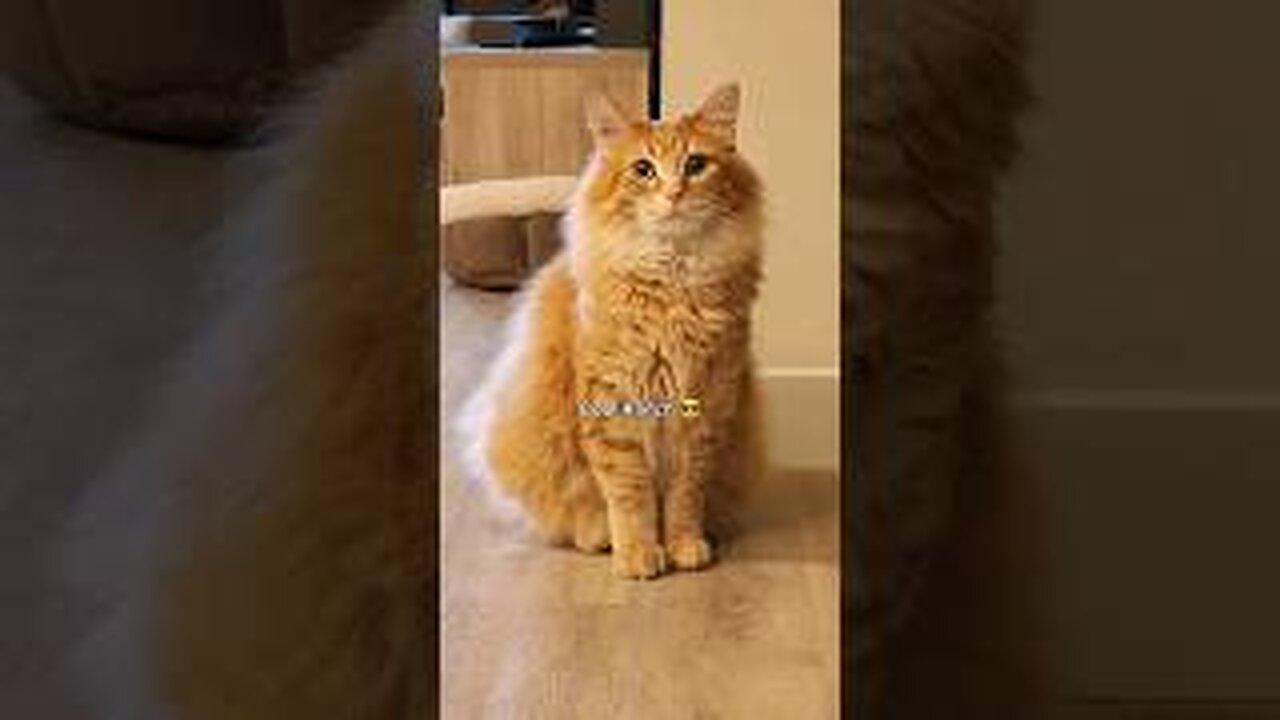 Do you know which one was his answer? → #animals #cat #pets #cute #cutecat #funny #petvideos