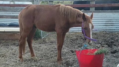 The day Banjo arrived Mar 28 2018
