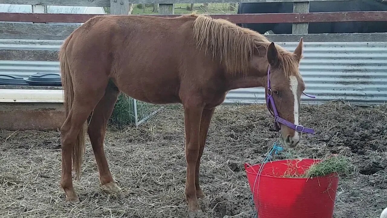 The day Banjo arrived Mar 28 2018