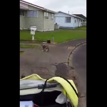 Cat Shares Special Bond With The Mailman And Our Hearts Are Melting