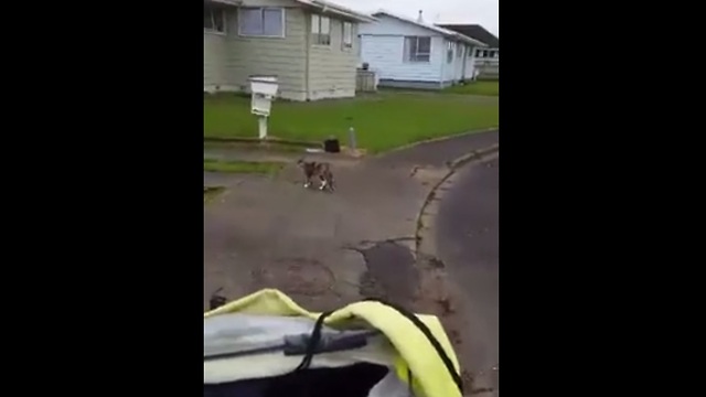 Cat Shares Special Bond With The Mailman And Our Hearts Are Melting