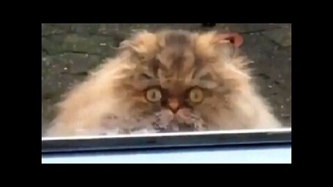 Funny animals - Funny cats dogs - Funny animal videos #