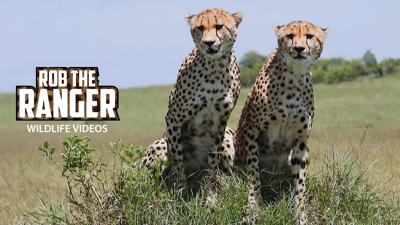 Cheetah Brothers Chase Zebra | Maasai Mara Safari | Zebra Plains