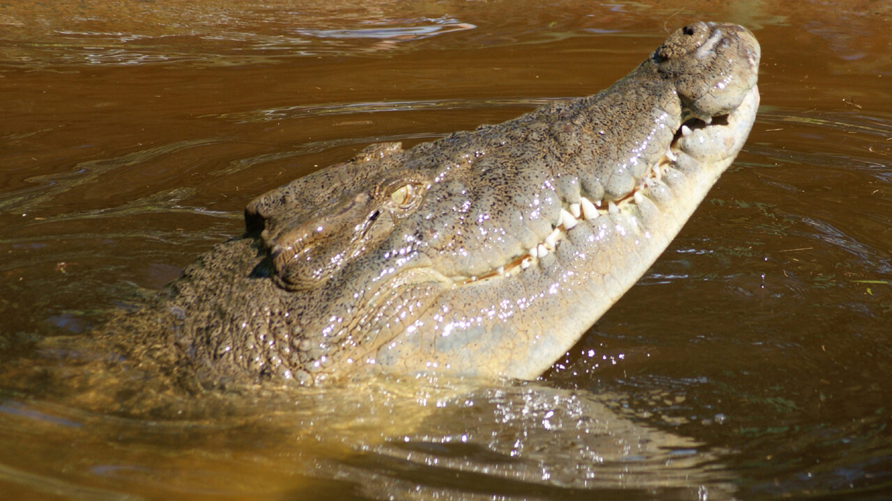 Large Saltwater Crocodile Macca