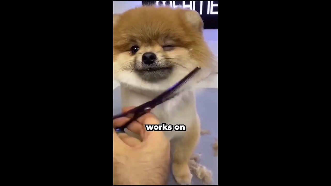 This Dog Gets Cut