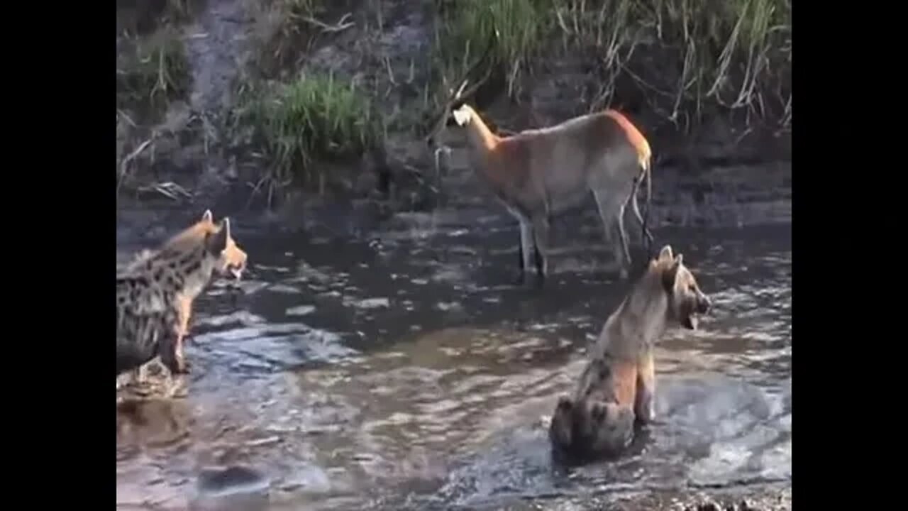 wild dogs and hyenas destroy a deer for a meal