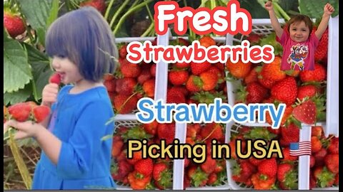 Strawberry Picking in USA