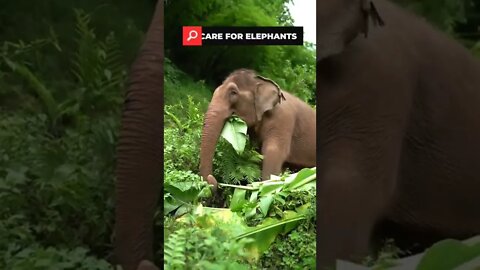 Indian elephant eating banana leaf forest videos