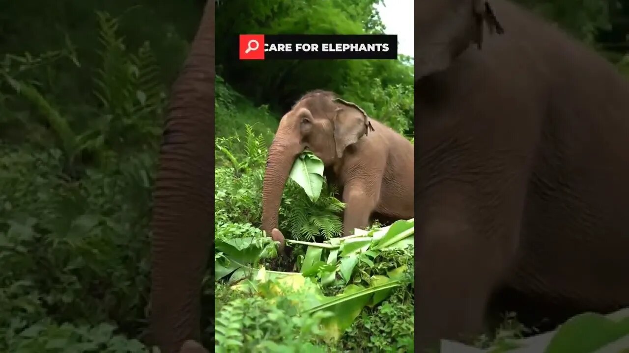 Indian elephant eating banana leaf forest videos