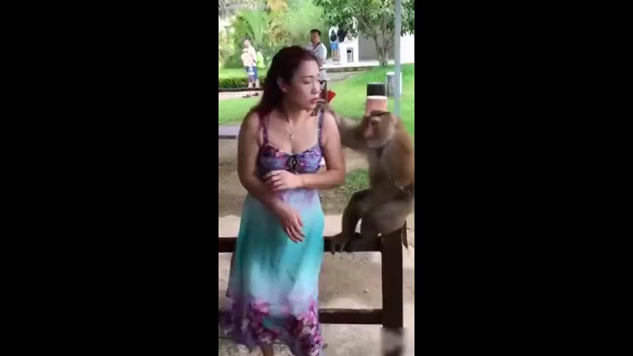 #monkey#girls#man#comedy