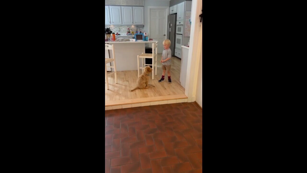 Little Boy Preciously Teaches His Puppy To Obey Commands