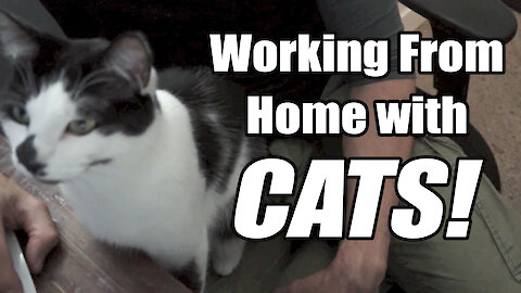 Working from home with cats is no easy task