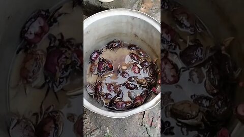 ក្តាមស្រែពិតៗ