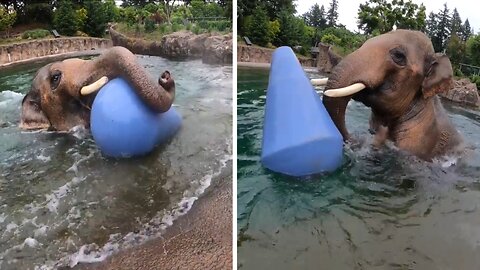 Asian Elephant Samudra Loves His New Toy