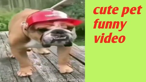 Cute and funny dog video please watch this video