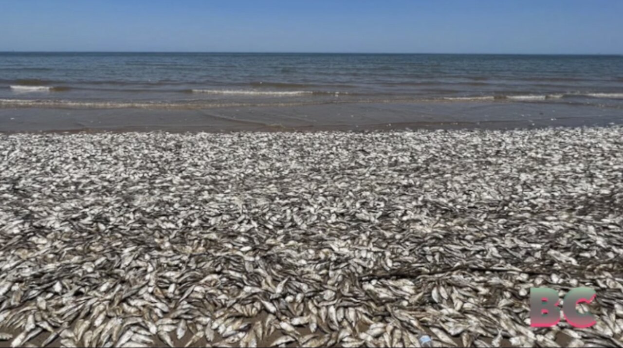 Texas Gulf Coast beach covered as thousands of dead Menhaden fish wash ashore