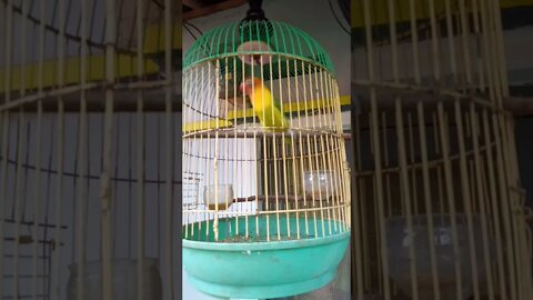 lovebird ngoceh