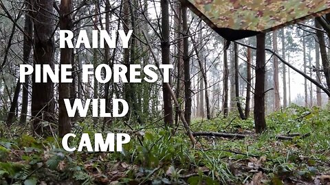 PINE FOREST Wild Camping In The RAIN