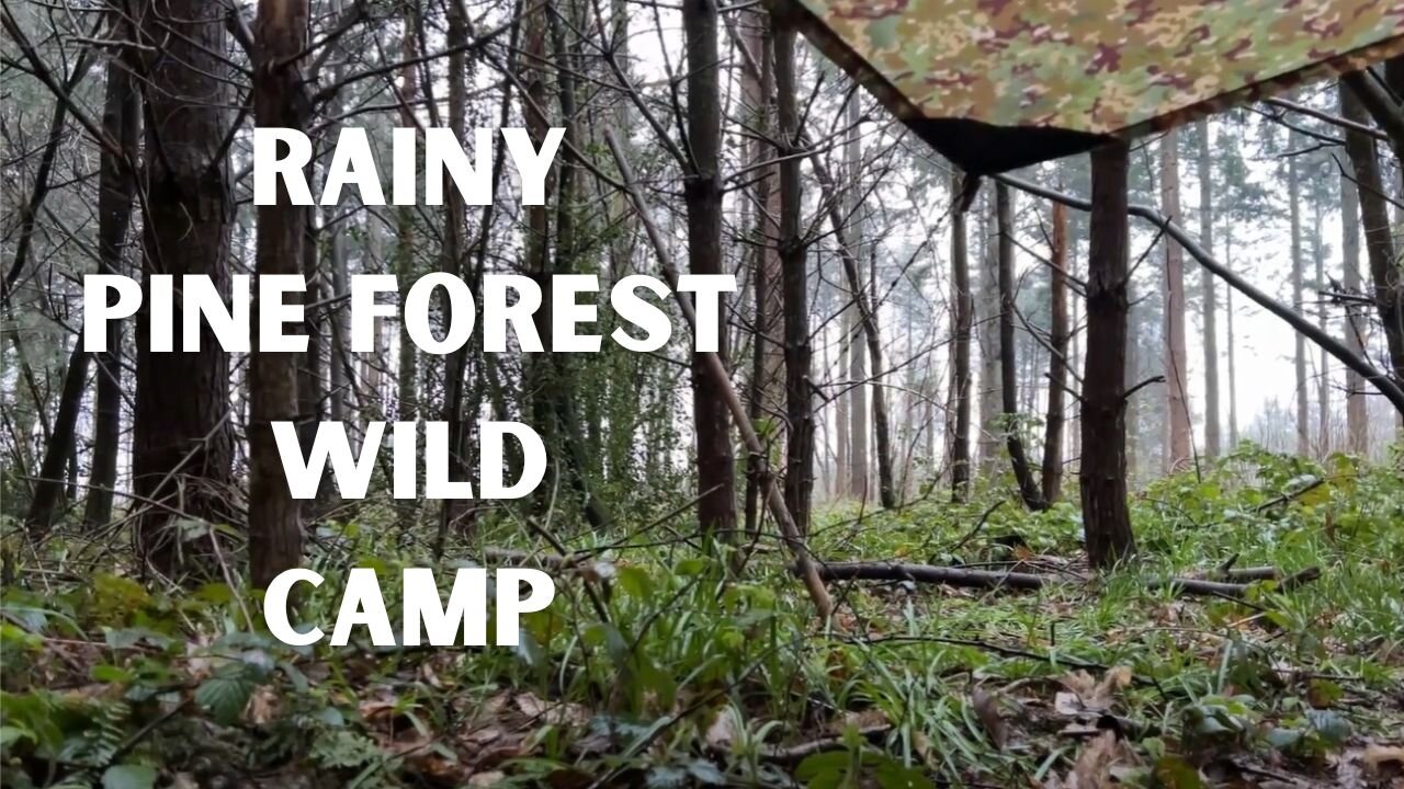 PINE FOREST Wild Camping In The RAIN