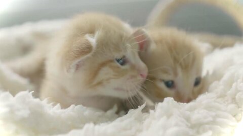 KITTENS 4K |Cute KITTEN VIDEOS in 4K 🧡