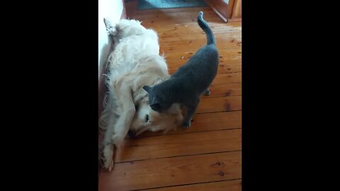 Cat Grooms Dog