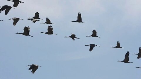 The Greatest Show On Earth