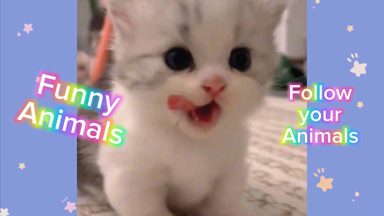 Funny Animals 03