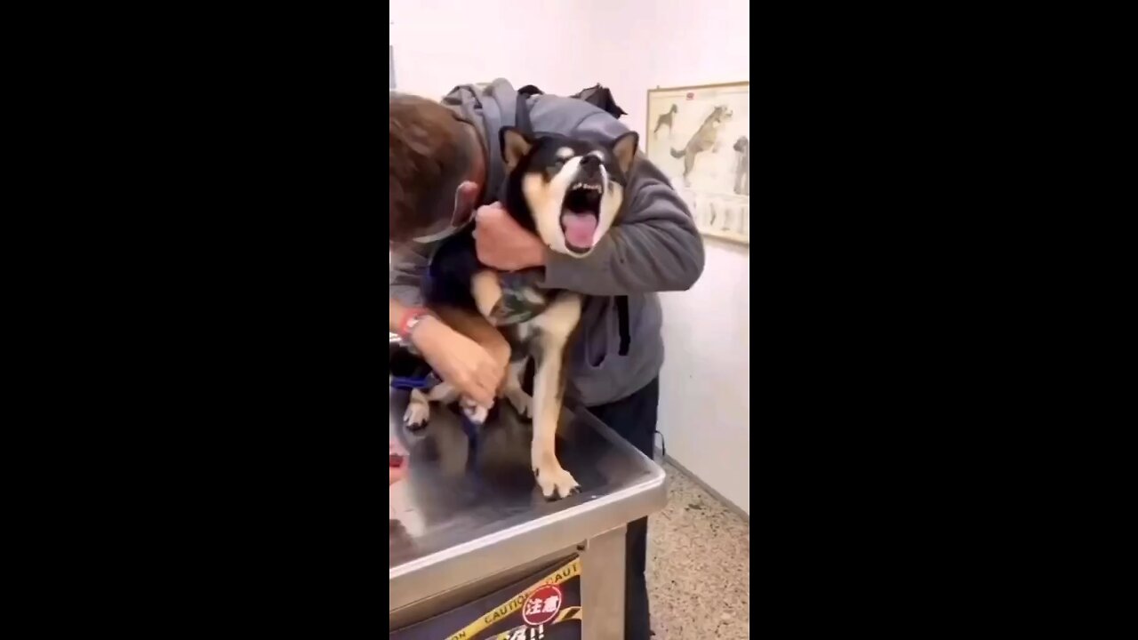 Dramatic dogs screams very loud while’s getting his nails done
