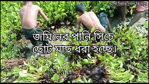 জমিনের পানি সিচে ছোট মাছ ধরা। Fishing on flooded land for small fish.