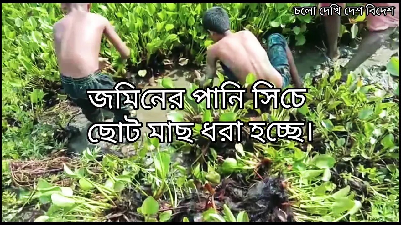 জমিনের পানি সিচে ছোট মাছ ধরা। Fishing on flooded land for small fish.