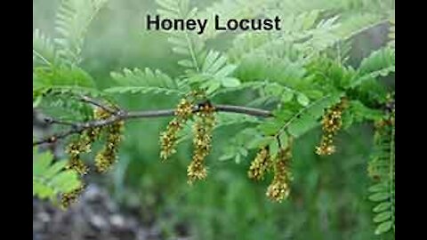 PFTTOT Part 168 Benefits of Honey Locust