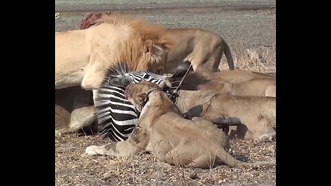 Zebra saying "let me tell you something