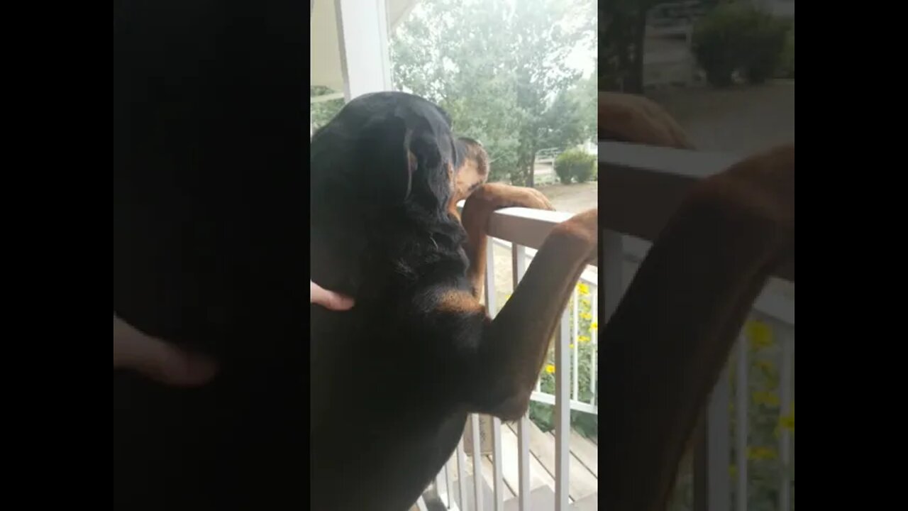 Gorgeous Rottweiler Ready For A Fight #Shorts #rottweiler 😎🤣