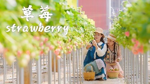 One Fruit for a Table: Colorful Strawberries in Colorful Yunnan: Which One Is Your Favorite?