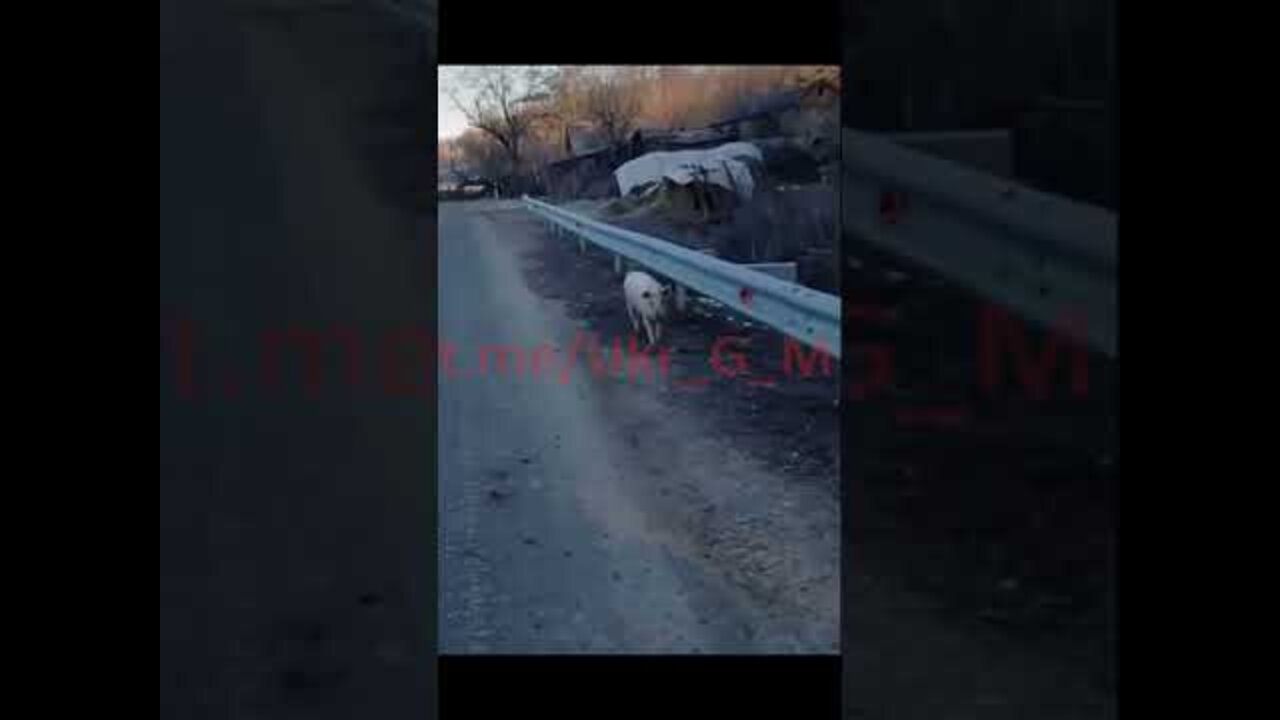 A pig threatened to kill the Russian army #shorts #memes #ukraine #algorithm