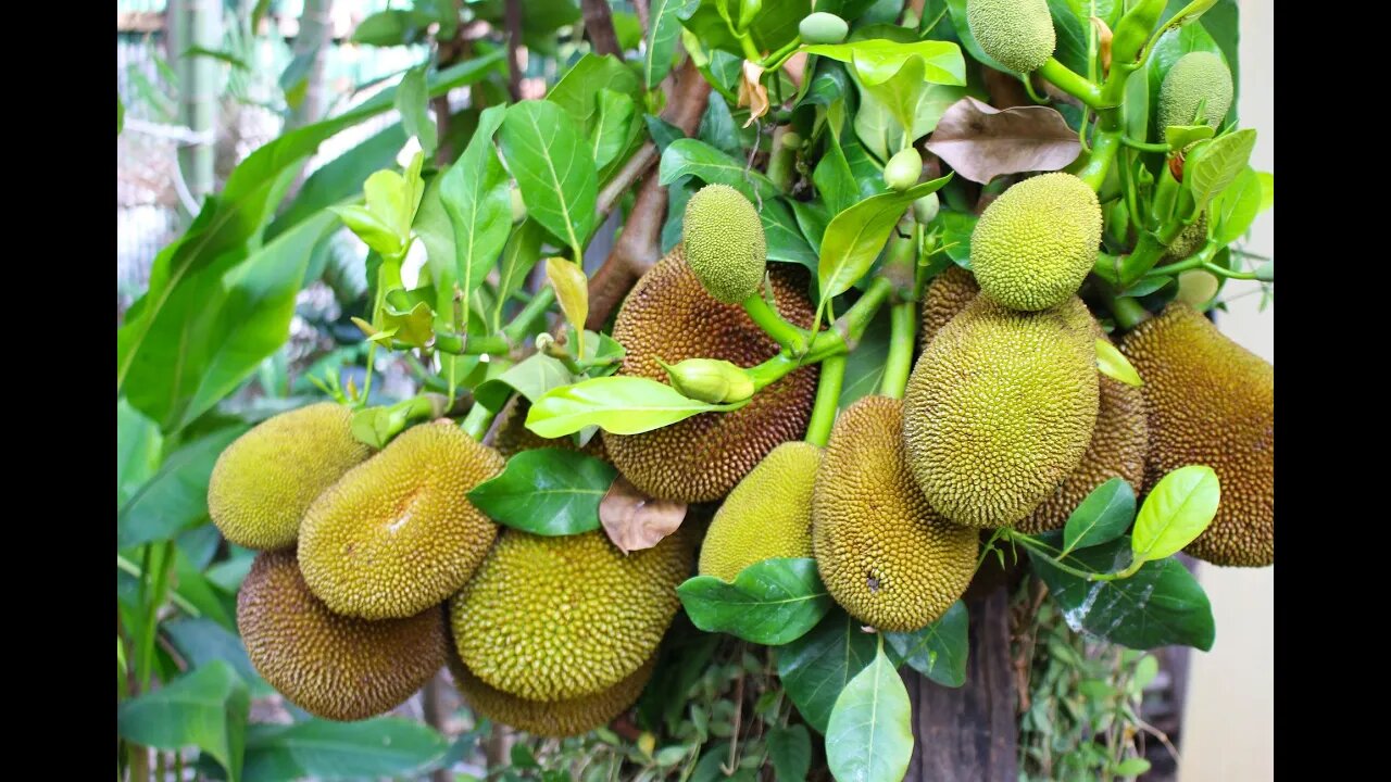 Can You Grow Jackfruit Trees In Pots? / Jackfruit In Northern Planting Zone