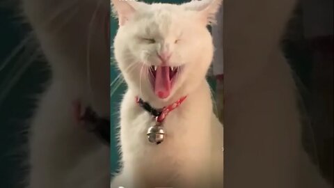 Meow 😻 get this viral | #shorts | #viral | #funny | #funnycats