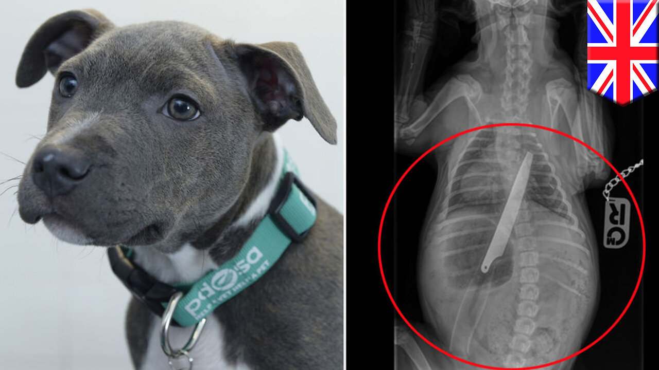 Pitt bull swallows knife: Staffordshire bull terrier eats 8-inch-long knife & lives - TomoNews