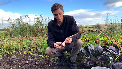 How To Plant Garlic | No Dig Permaculture Food Forest