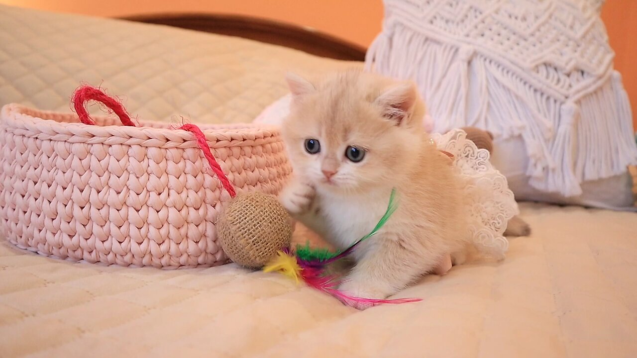 little 🐈😺