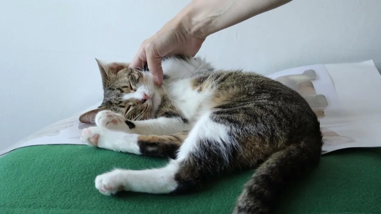 This Cat Is so Attached to His Cat Stickers