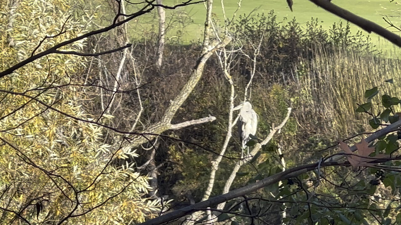 Great Blue Heron fledgling on a tree branch