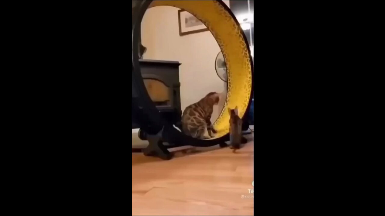 Funny cat