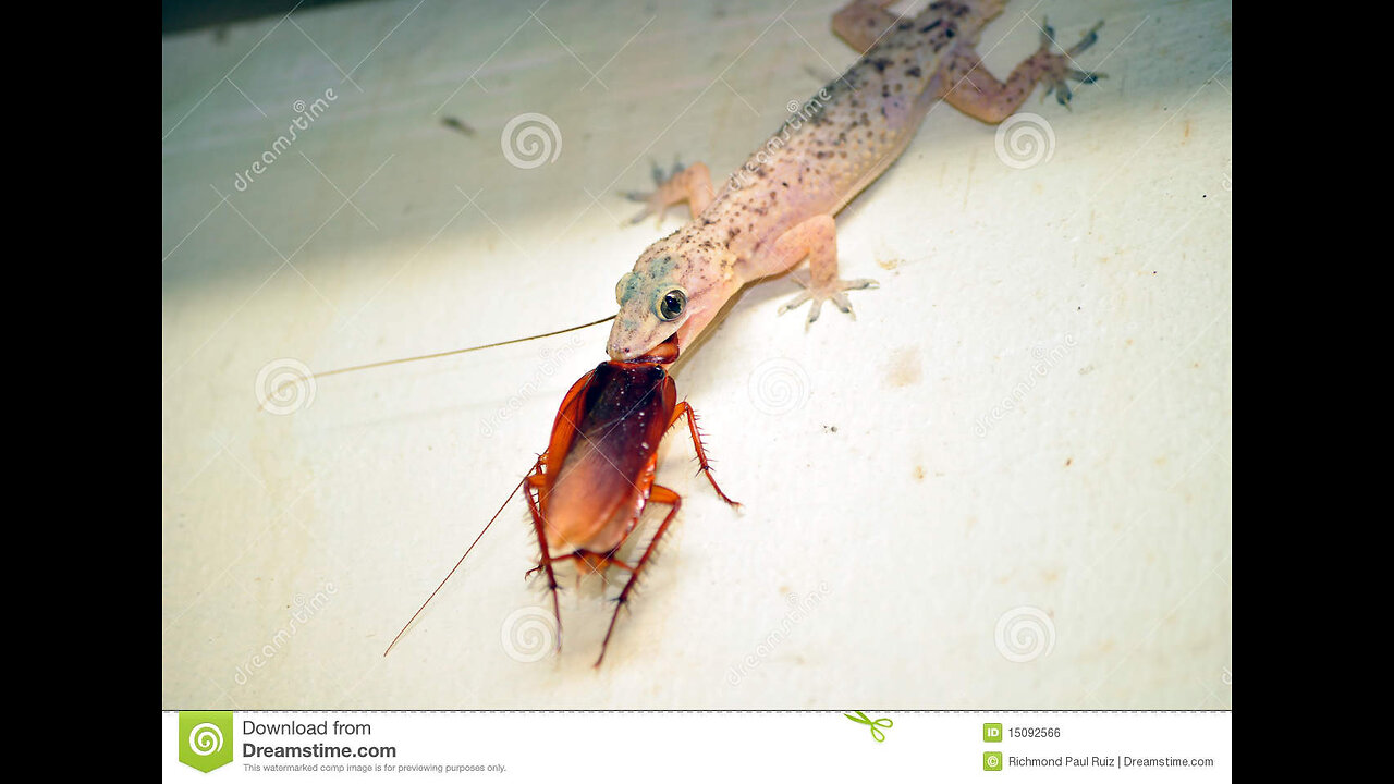 Eat Insects and save the planet