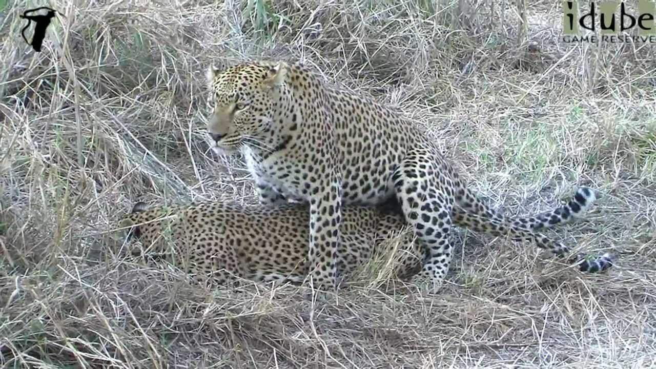 WILDlife: Leopards Pairing in the Reeds