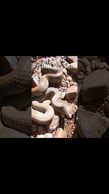 What's under this rock? SNAAAAKE! (short version)