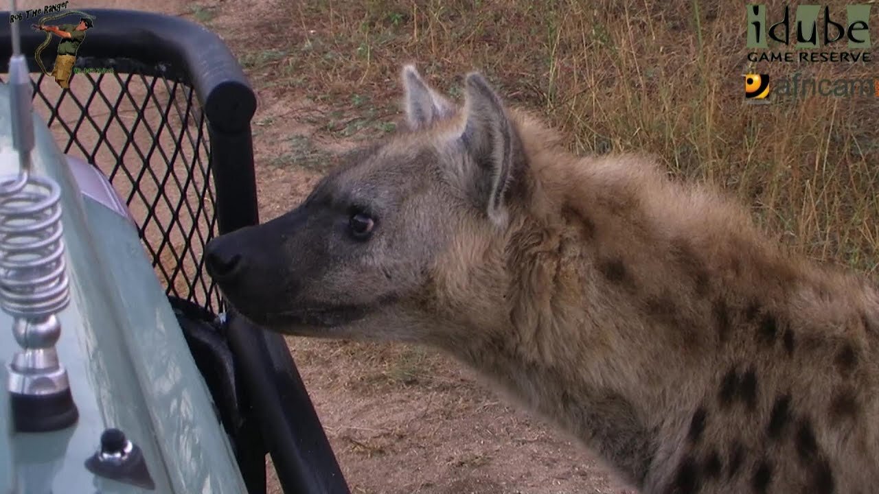 Close Encounter With A Hyena!